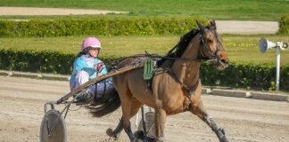 Sundsvall Open Trot – En av Sveriges största travtävlingar