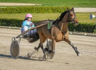 Sundsvall Open Trot – En av Sveriges största travtävlingar