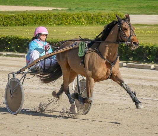 Sundsvall Open Trot – En av Sveriges största travtävlingar
