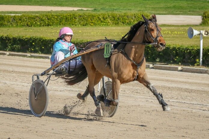 Sundsvall Open Trot – En av Sveriges största travtävlingar